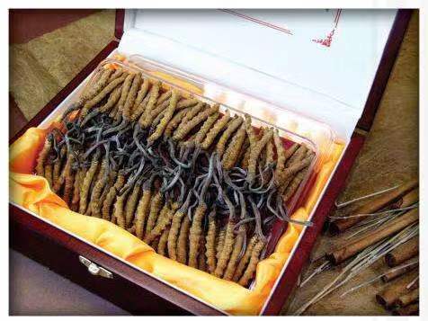 北流冬虫夏草回收